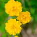 Yellow blooms by mccarth1