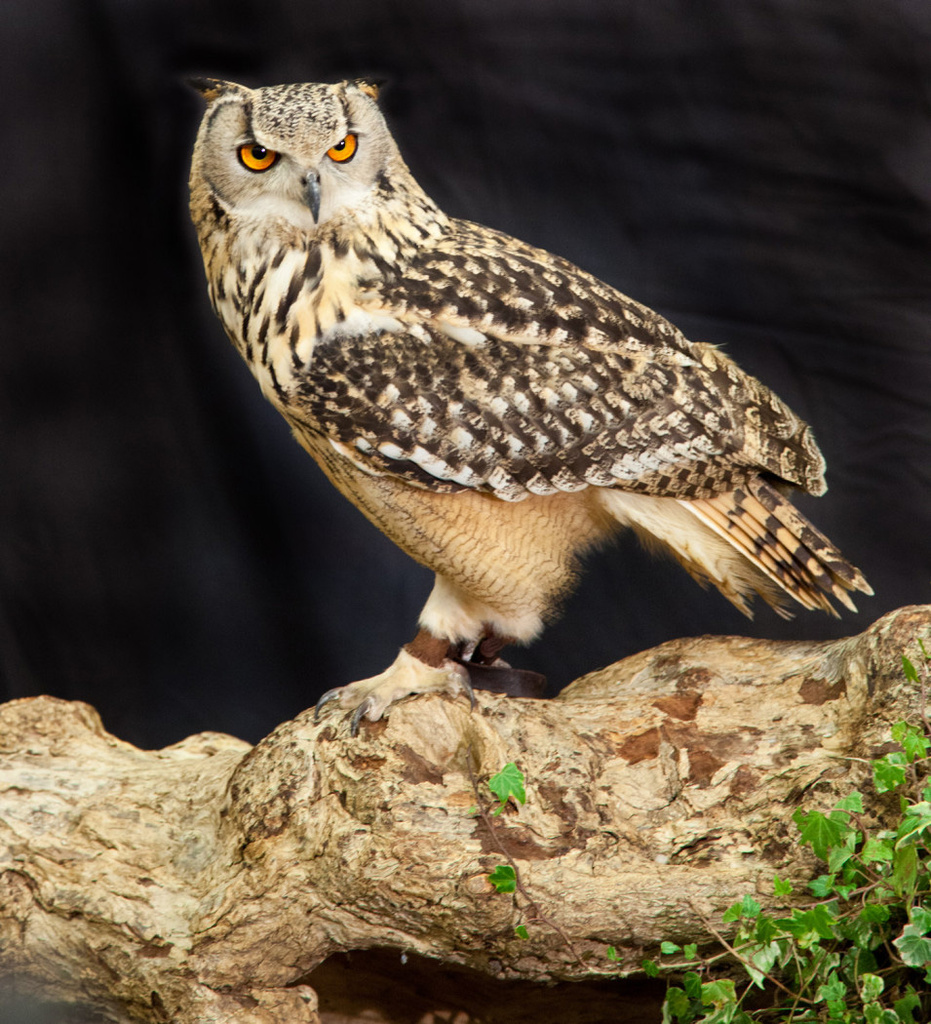 Eagle Owl by netkonnexion