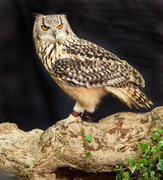 14th May 2014 - Eagle Owl