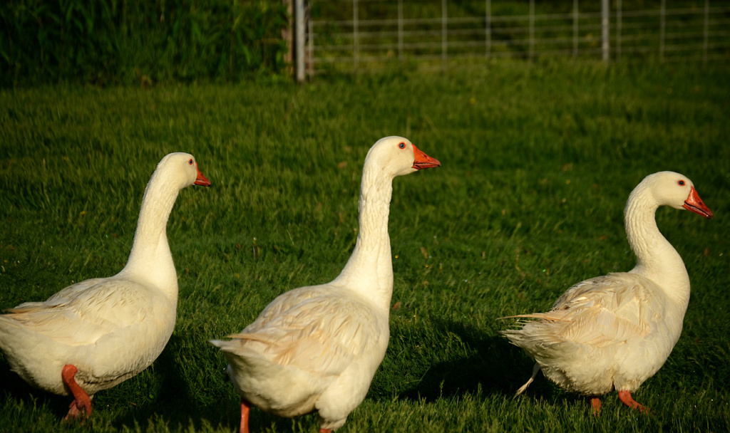 geese by francoise