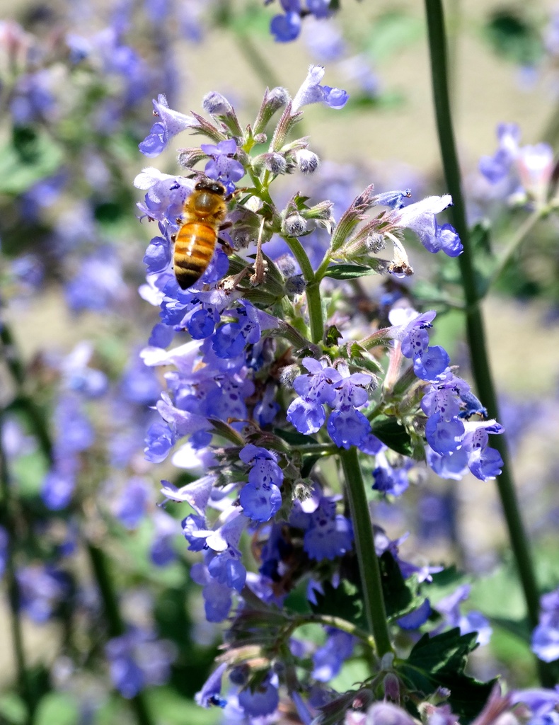 Bee on Blue Bugles by khawbecker