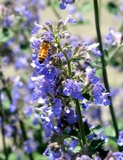 13th May 2014 - Bee on Blue Bugles