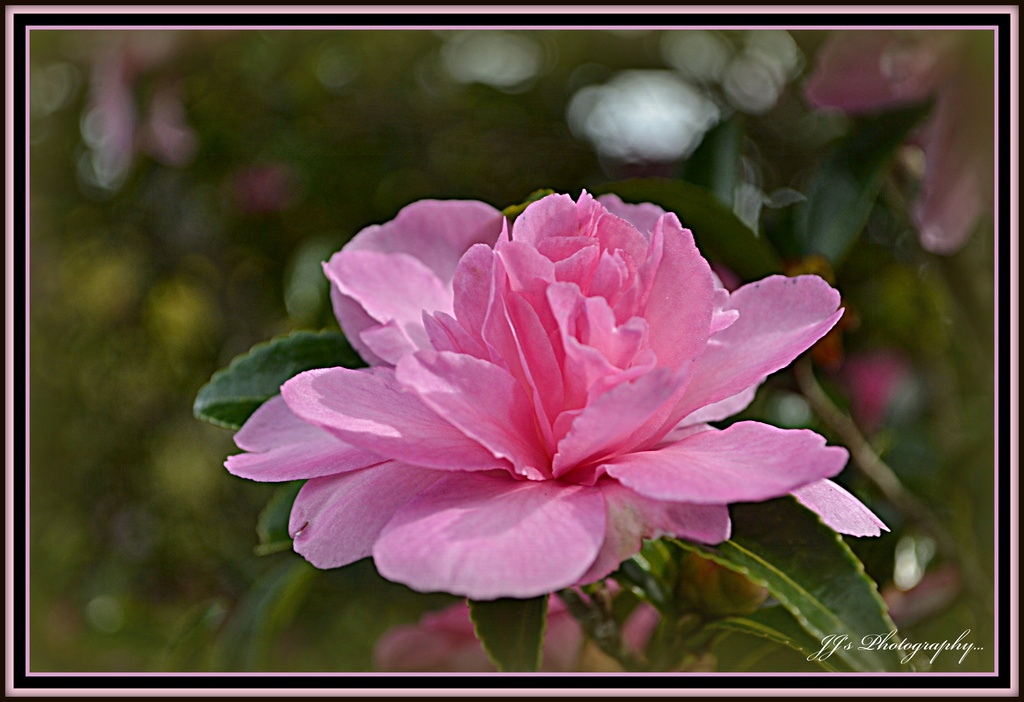 Camellia ... Pink for May.. by julzmaioro