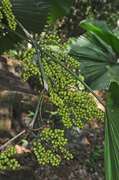 13th May 2014 - Berries on Forest Palm