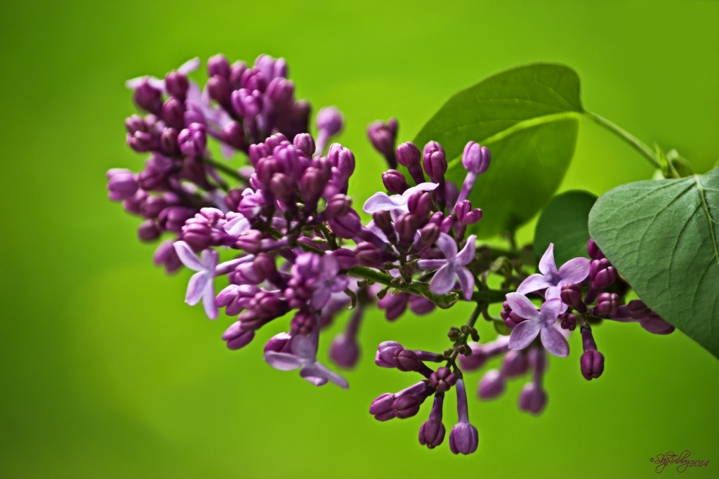 Lilacs by skipt07