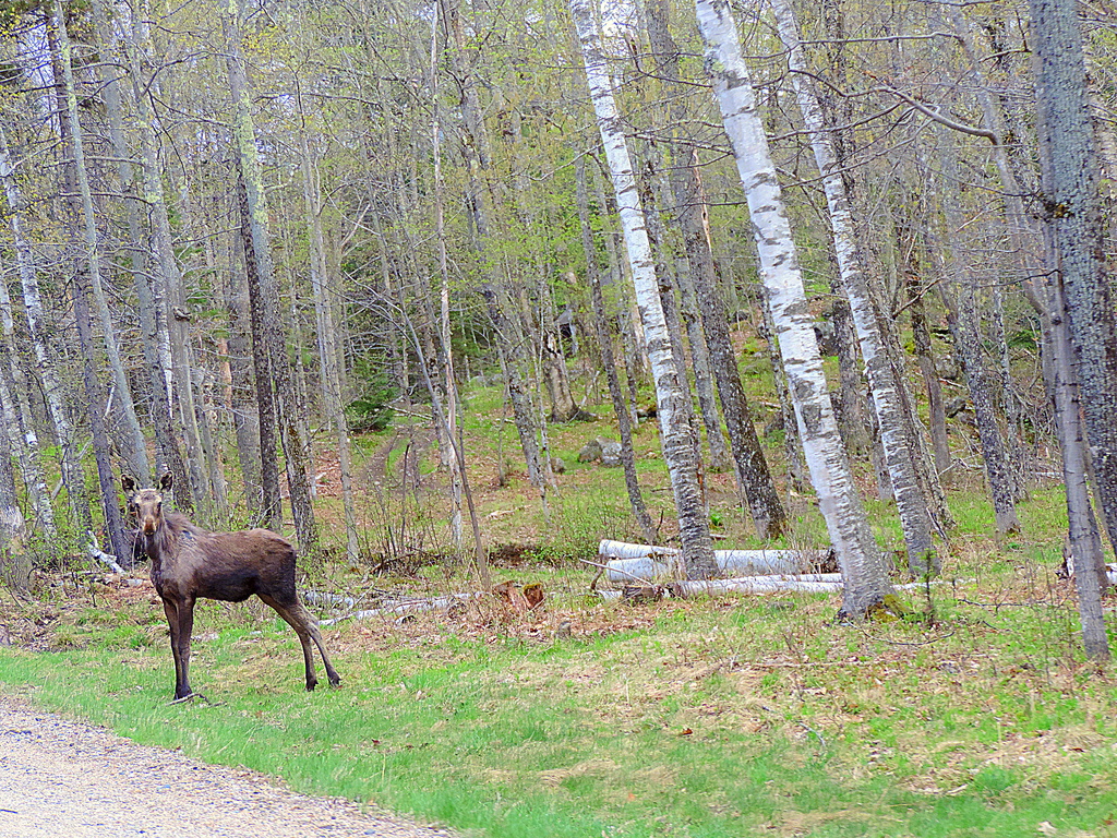 Moose! -- Check that off my bucket list! by homeschoolmom