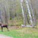 Moose! -- Check that off my bucket list! by homeschoolmom
