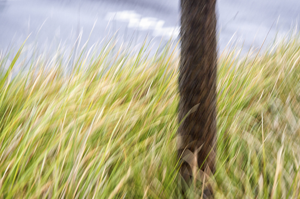 Tree in a Grass Sea by helenw2