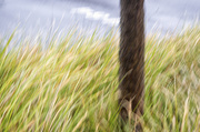 14th May 2014 - Tree in a Grass Sea
