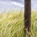 Tree in a Grass Sea by helenw2