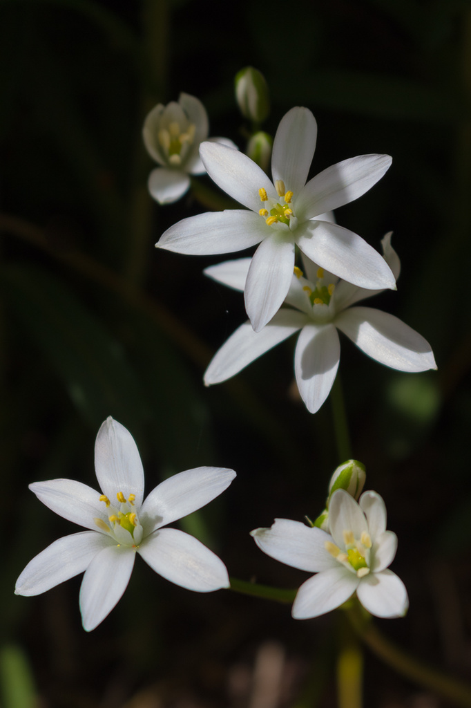 White blossoms by princessleia
