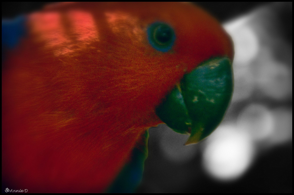Eclectus by annied