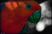 7th May 2014 - Eclectus