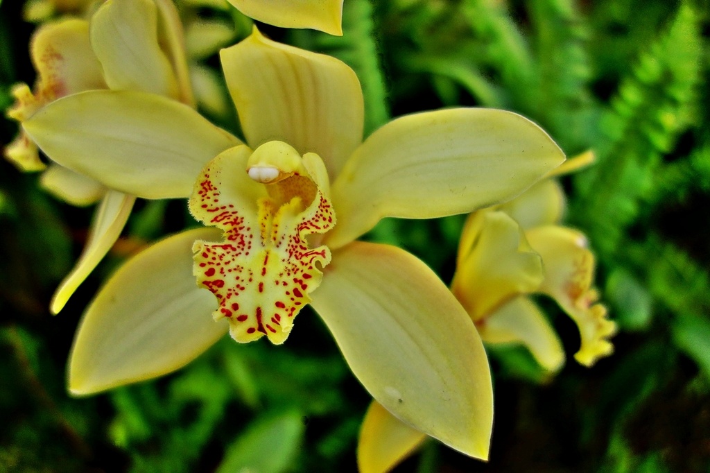 Yellow Orchid by soboy5