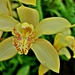 Yellow Orchid by soboy5