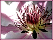 14th May 2014 - Clematis 