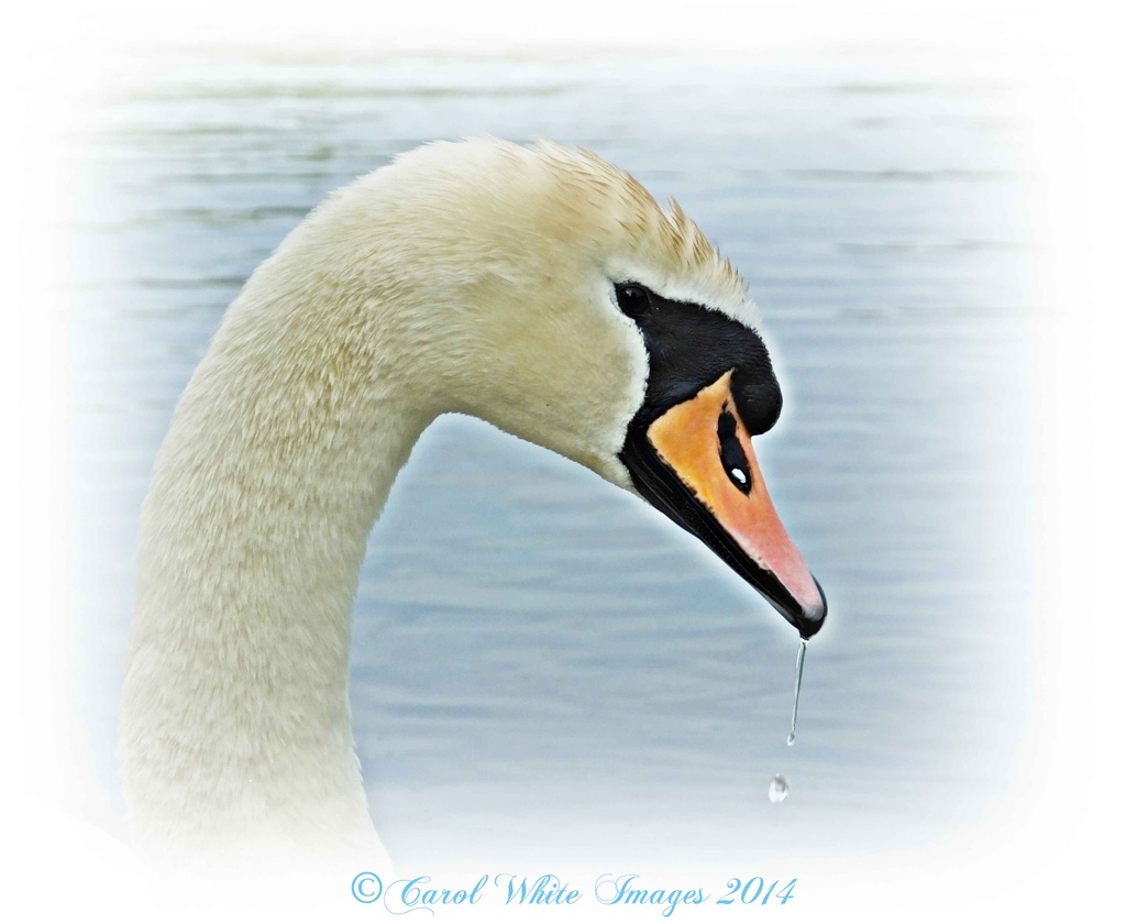 Thirsty Swan by carolmw