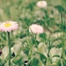 daisies  by edie