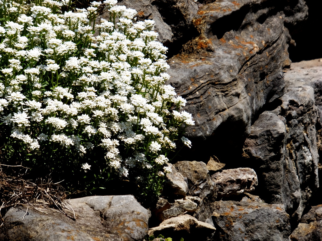 Between a Rock and Some Flowers by linnypinny