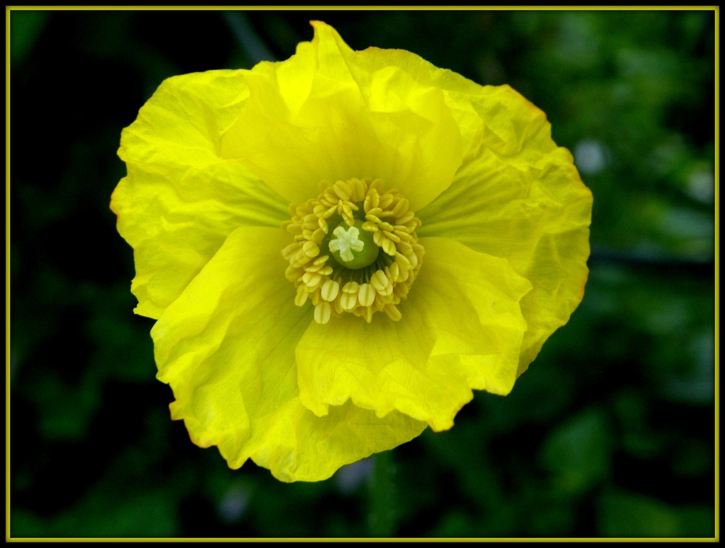 A Welsh Poppy  by beryl