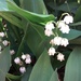 Lily of the valley  by jennymdennis
