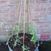 Sweet peas planted out by jennymdennis