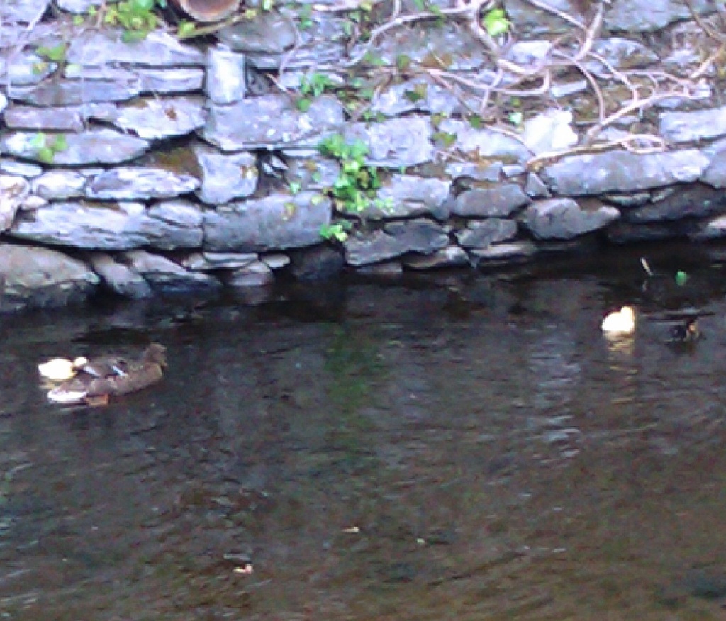 Ducklings in canal by jennymdennis