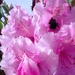 Bee in Rhodedendron in the front garden by jennymdennis