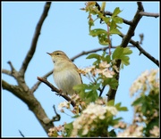 14th May 2014 - Garden warbler