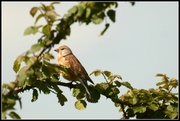 14th May 2014 - Lovely linnet