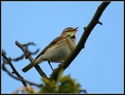 14th May 2014 - Busy warbling