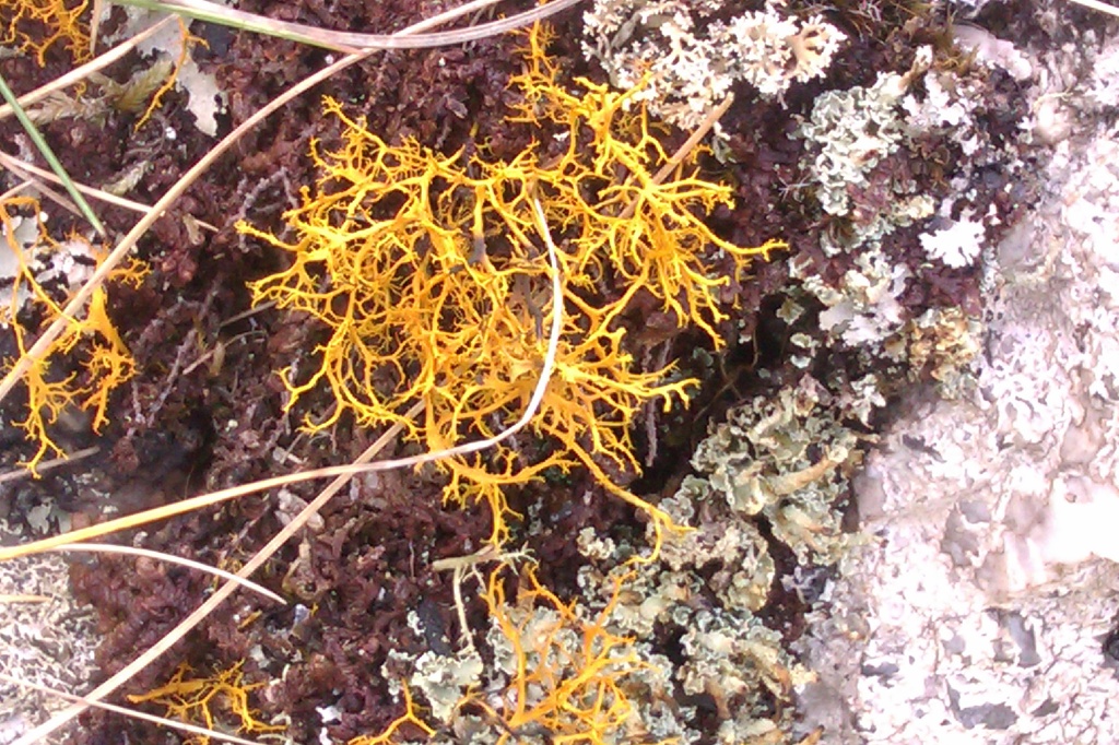 Golden haired lichen - a rare lichen by jennymdennis
