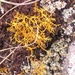 Golden haired lichen - a rare lichen by jennymdennis
