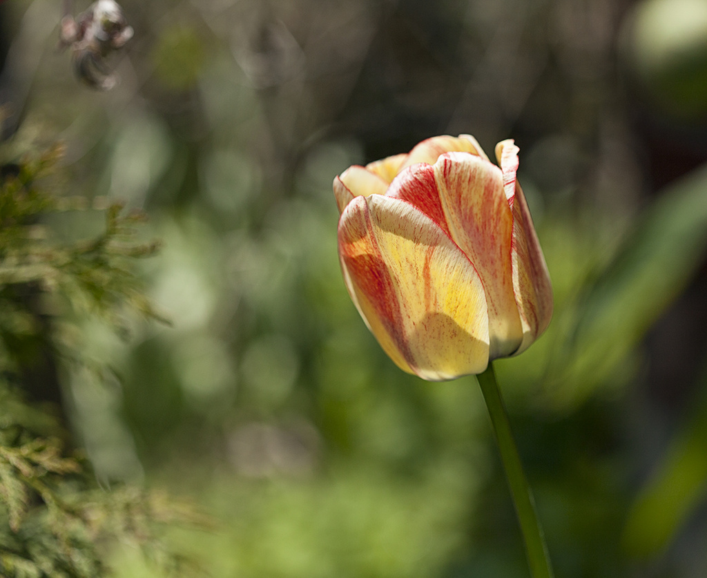 Orange Blend Tulip by gardencat