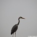 A Heron by motorsports