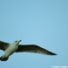 Seagull by motorsports