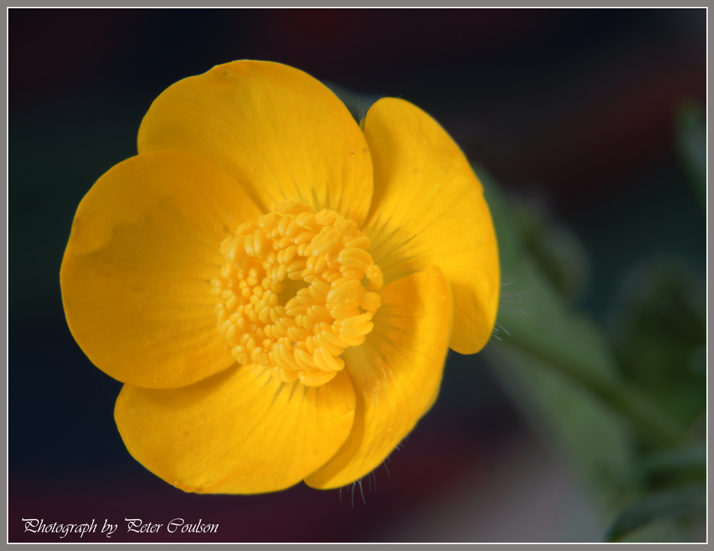 Wild Buttercup by pcoulson