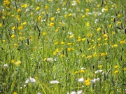 14th May 2014 - buttercup meadow