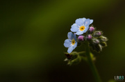 14th May 2014 - Forget-Me-Not