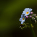 Forget-Me-Not by leonbuys83