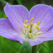 Day 344 Purple Flower SOOC by rminer