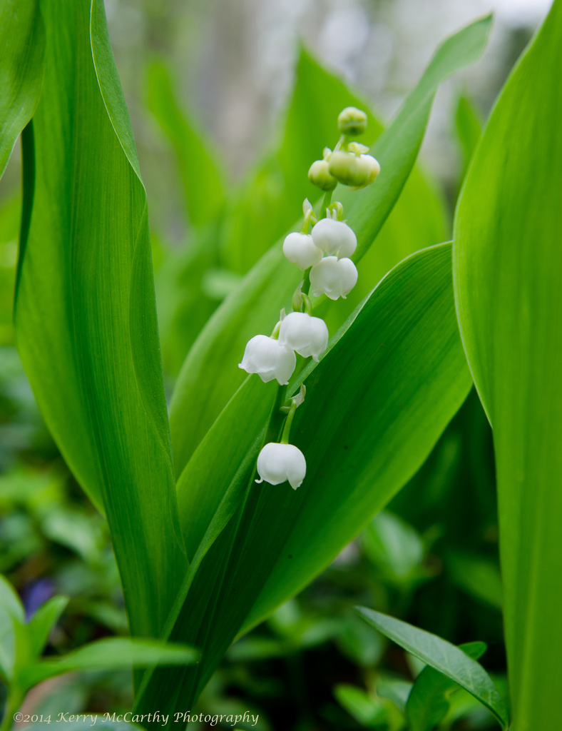 Lily of the Valley by mccarth1