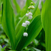 Lily of the Valley by mccarth1