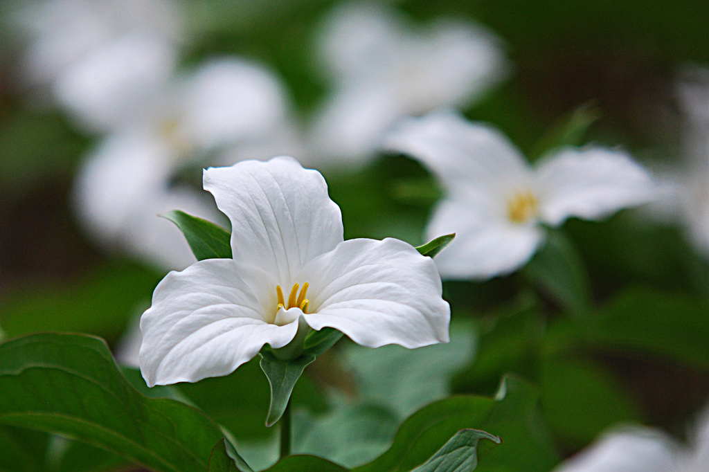 The trillium from Ontario! by fayefaye
