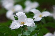 14th May 2014 - The trillium from Ontario!