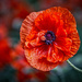 Paper Poppy by pflaume