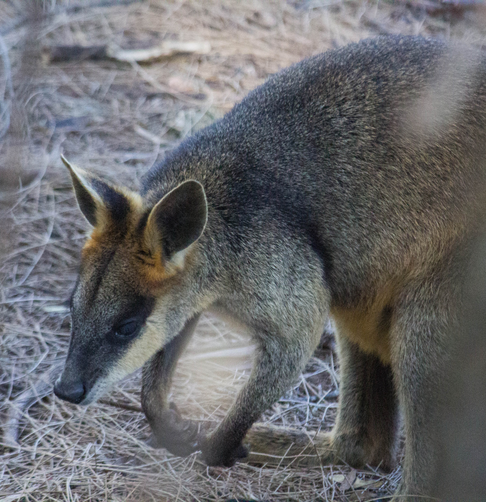 Brush-tailed Rock Wallaby by goosemanning