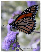 16th May 2014 - Monarch Butterfly