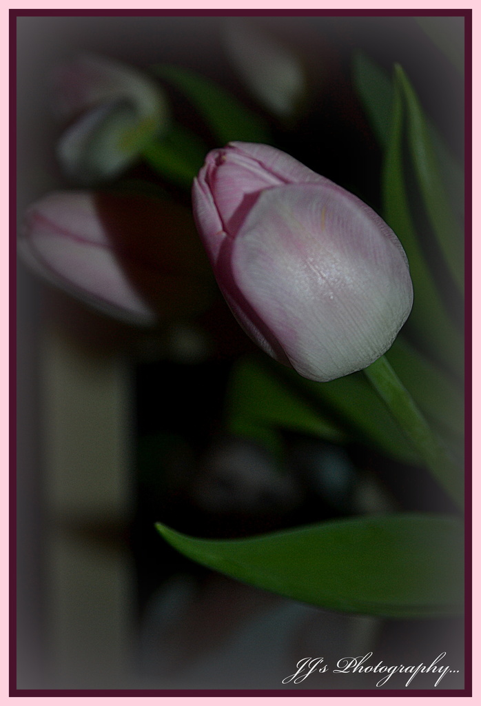 Tulips by julzmaioro