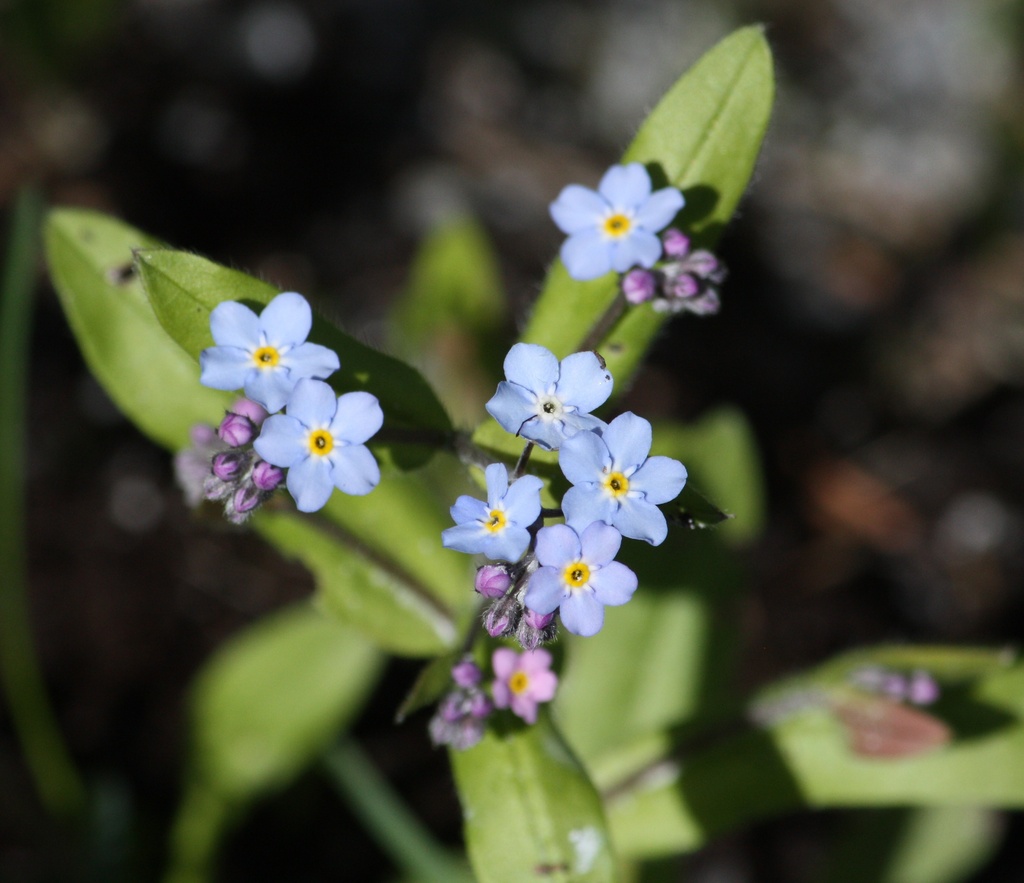 Forget-me-not IMG_0225 by annelis
